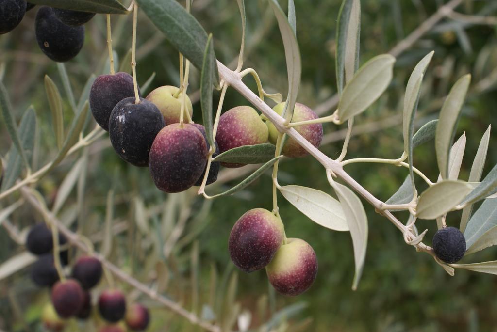 מלון Najem La Kasbah Aalma D'Or מראה חיצוני תמונה